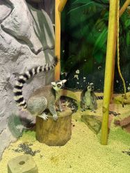 -Zoolung Zoolung动物主题公园(海信广场店)