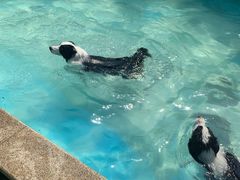 -汪说喵讲宠物乐园宠物酒店(红星美凯龙店)