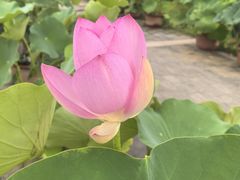 -莲花池公园