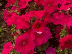 -武清南湖绿博园