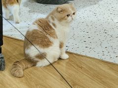 -滚猫咖啡·猫咖·猫友好撸猫(未来城店)