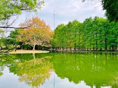 -上海共青森林公园