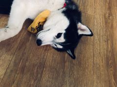 -Husky Go! 哈士奇体验馆·宠物咖啡厅狗咖