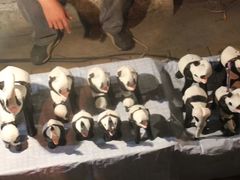 -席娜卡琳火车铁道夜市