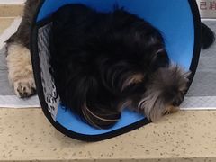 -伟伟宠物医院·CT影像中心·瑞派犬猫综合性门诊(汉口总院)