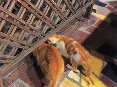 野猫猫-光明刘冰乳鸽店(光明法政北路店)