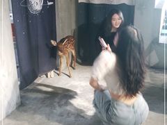 -浣熊柯尔鸭土拨鼠·电玩咖
