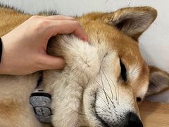 -是阿柴呀！柴犬咖啡·爱喵喵猫咖