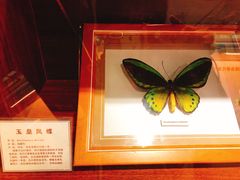 -上海大自然野生昆虫馆(东方明珠·爬宠昆虫探索中心)