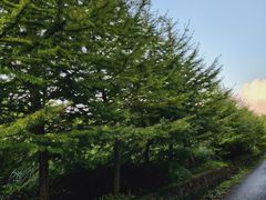 -东白山