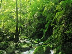 -牛背梁国家森林公园
