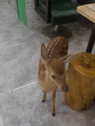 -神奇动物撸宠馆·羊驼·小浣熊·异宠(豫园店)