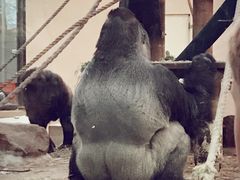 -阿提斯皇家动物园