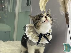 -爱洗澡的猫(望京店)