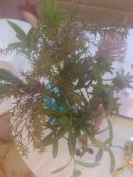 -茜尔维亚修身连锁(闵行莘庄店)