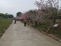 -天适樱花悠乐园