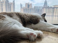 -Catmate·猫肥家润(金润铂宫店)