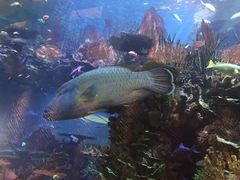 -迪拜帆船酒店海底餐厅