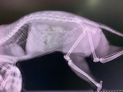 -动物缘宠物医院·骨科·猫科(西二环店)