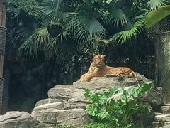 -深圳野生动物园