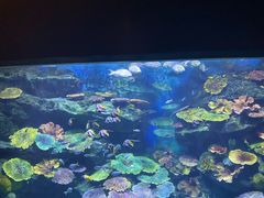 -暹罗海洋世界