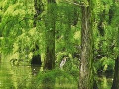 -池杉湖湿地公园