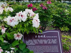-曹州百花园
