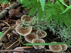 -五营红松林海景区