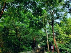 -阳台山自然风景区