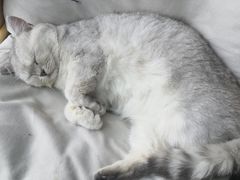 -喵屿·大理花园猫咖