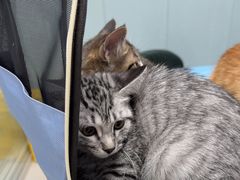 -纳吉亚猫专科动物诊疗中心(蒋宅口分院)