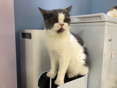 -喵的天空名猫咖啡馆·撸猫·猫舍·用品