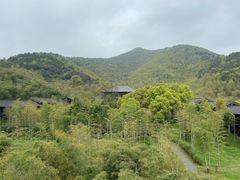 -大唐贡茶院