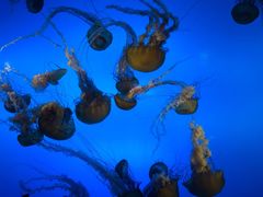 -太平洋海底世界