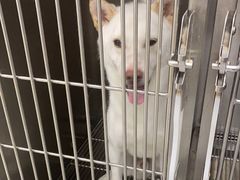 -宠福鑫康馨动物医院·骨科·眼科