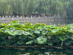 -百花洲