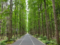 -东平国家森林公园