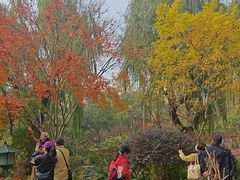 -秋霞圃