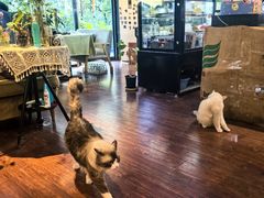 -花与咖啡馆(金星楼店)
