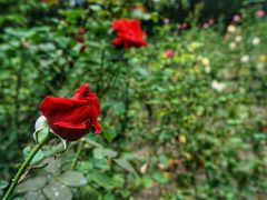 -上海共青森林公园