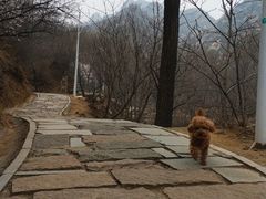 -大岭沟猕猴桃谷风景区