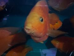 -小板凳(四公里店)