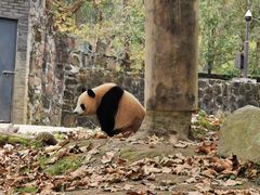 -都江堰中华大熊猫苑