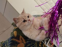 -平行世界·猫咖(首经贸店)