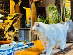 -普洱茶府(博乐广场店)