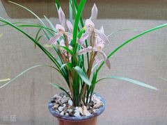 -北京植物园-展览温室