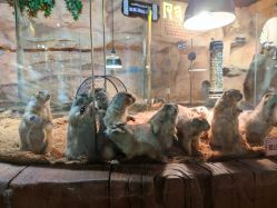 -Zoolung Zoolung动物主题公园(海信广场店)