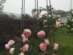 -上海鲜花港
