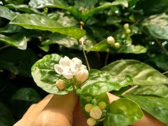 -南丫岛