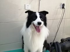 -北京观赏动物医院·24小时大型综合·猫专科·异宠专科